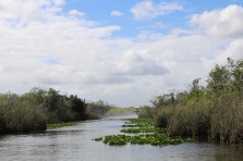 The Everglades …Alligators & Mosquitos Land  Publié le 28 mars 2019 par Alain et Stéphanie Img_5692-copy