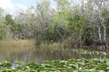 The Everglades …Alligators & Mosquitos Land  Publié le 28 mars 2019 par Alain et Stéphanie Img_5697-copy