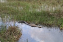 The Everglades …Alligators & Mosquitos Land  Publié le 28 mars 2019 par Alain et Stéphanie Img_6066-copy