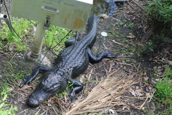 The Everglades …Alligators & Mosquitos Land  Publié le 28 mars 2019 par Alain et Stéphanie Img_6075-copy